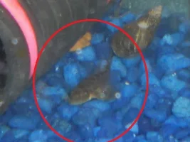 What Is This Fish?