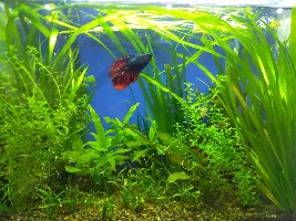 Vote Now - June 2023 Tank of the Month Contest (16 gal & smaller)