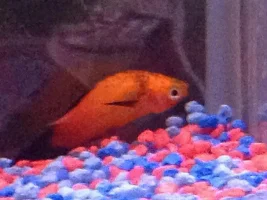 Platy Bent Back :(