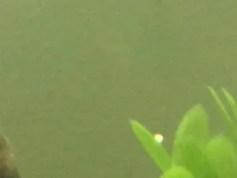 Goldfish eggs?