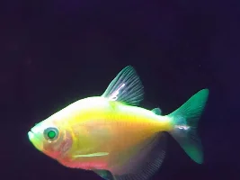 White squiggly string on dorsal fin of Glofish Tetra