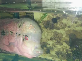 Flower horn