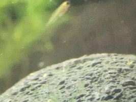 Most unexpected birth ever! Baby glowlight danios! NEED HELP!!!