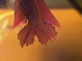 Please Help!