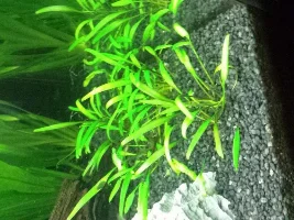 Plants For Sale