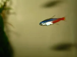 Post Your Favorite Fish Picture!
