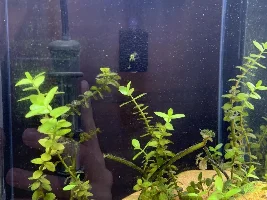 Some questions about my tank