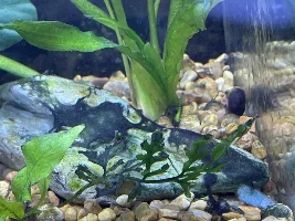 Betta tank emergency