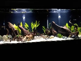 Which species of fish should I add first? Advice please!