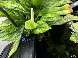 A few ”aquarium flowers”