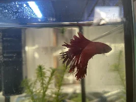 Fin Rot?