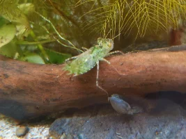 What is this strange thing in my aquarium