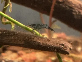 Erratically swimming shrimp after adding to tank