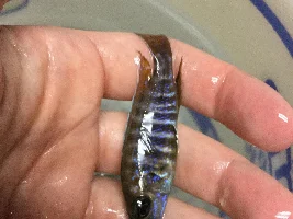 Former Newbie's African Cichlid Experience