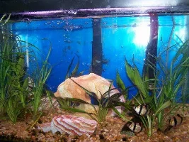 My 10 G Tank