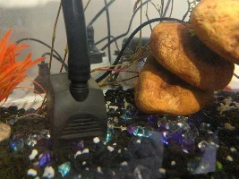 Stressed guppy