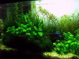 Llj's 2.5g Planted Tank Journal