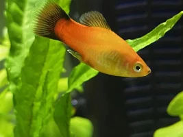 Is my platy ok?