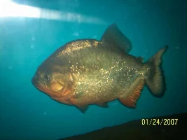 Post A Pic Of Your Fish And Rate Fish Above You