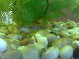 Few Of My Fish, Some Strange Some Not!
