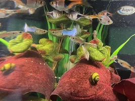 Fish identification