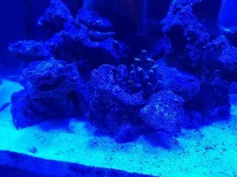 My first saltwater tank - Aqueon Frameless Cube Aquarium, 3 Gallon