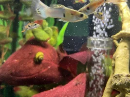 Fish identification