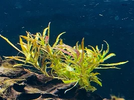 Aquatopia - 6x2x2 Low-Med Light, High Tech Nature Aquarium