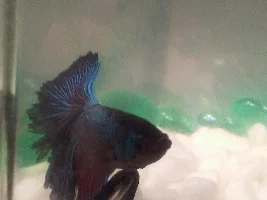 Help needed to ID these betta