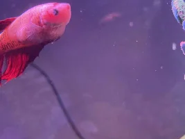 Betta’s Eye Cloudy