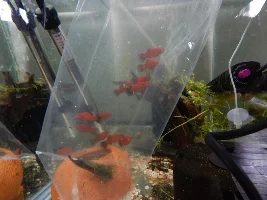 Can you actually buy fish online?