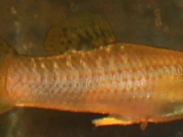 “naturally” breeding for colors???