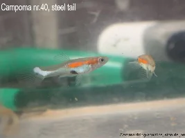 What is the rarest guppy/endler variety you have kept?