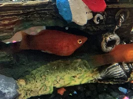Is our platy pregnant?