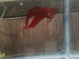 Betta with swollen belly