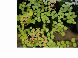 Ugh, duckweed