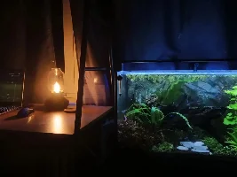 30 gallon office tank