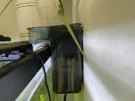 10 gallon planted Dwarf Rasbora journal