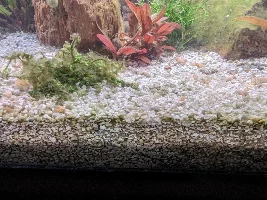 PH and red gills