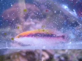 Fish Id
