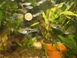 One of my favorite wild platy species
