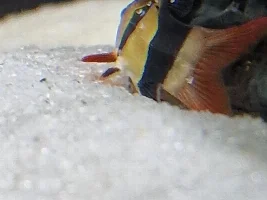 Something wrong with one of my clown loaches ???
