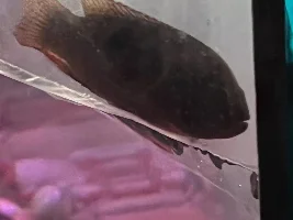 Please help me identify this cichlid