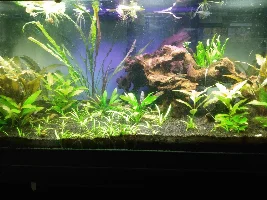 Substrate for planted tank