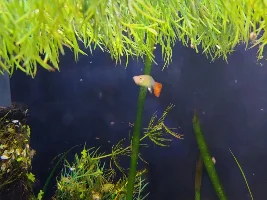 Guppy parasite?