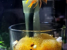 Franka the Crayfish
