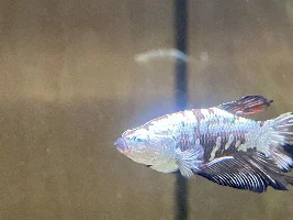 Can’t seem to get him healthy.