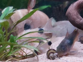 River Woodland 29g