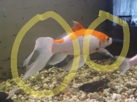 Red marks on fish?? please help :)