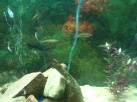 Old Photos of my first fish tank